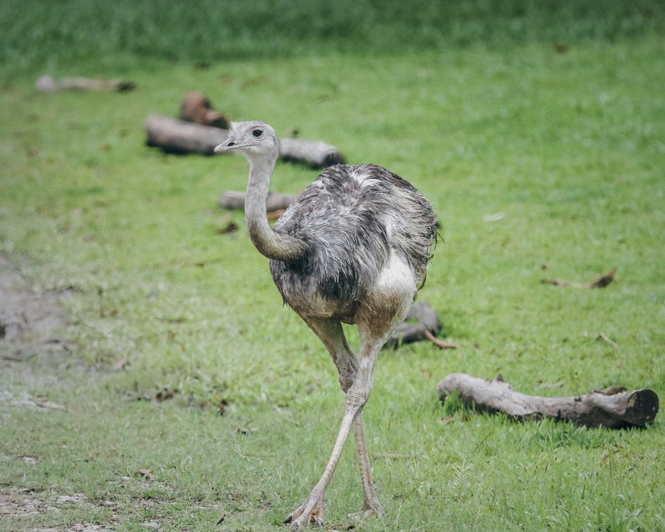 Beaver Rhea A Greater Rhea in a Zoo · Free Stock Photo
