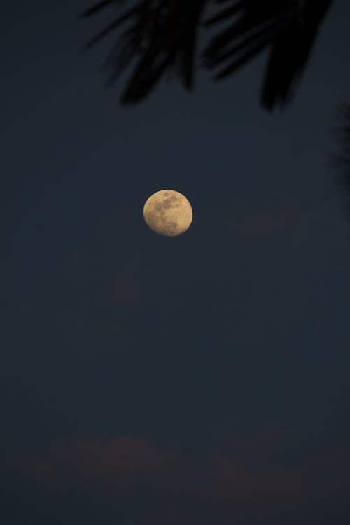 Základová fotografie zdarma na téma čisté nebe, crescent, listy