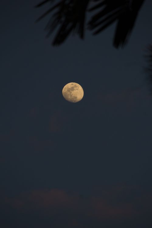 Free A stunning view of the moon in a clear night sky with faint silhouettes of leaves. Stock Photo