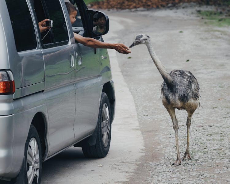 A Person Feeding An Ostrich