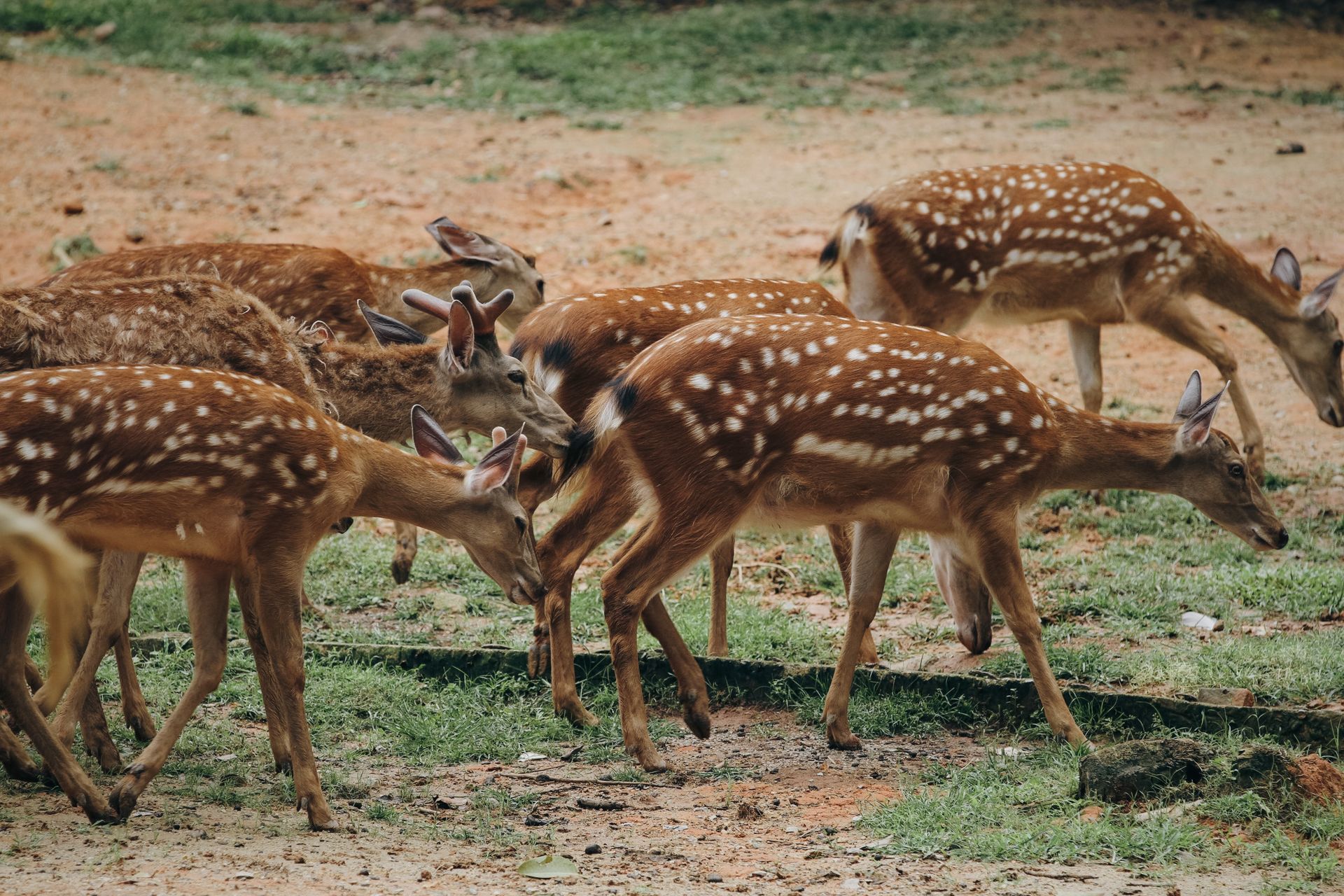 Formosan Sika Deer Walking Together