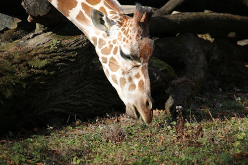 Kostnadsfri bild av djur, giraff, huvud