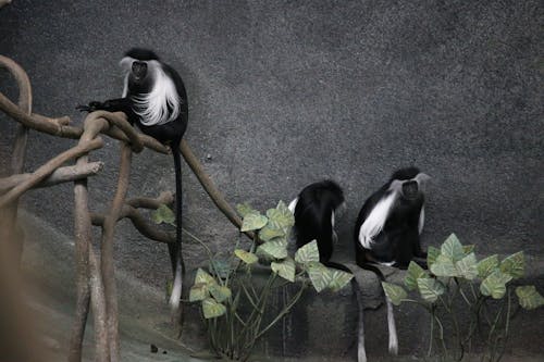 Guereza Monkeys Sitting on Tree Branches in a Zoo 