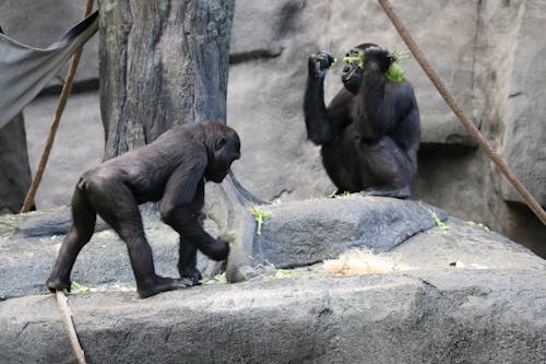 Foto stok gratis alam, di penangkaran, gorila