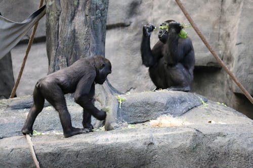 Foto profissional grátis de animais, chimpanzés, conservatório