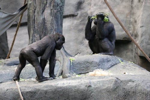 Gorillas in a Zoo 