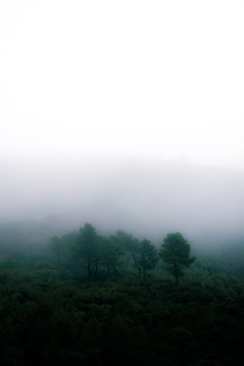 Fotobanka s bezplatnými fotkami na tému hmla, hracie pole, krajina