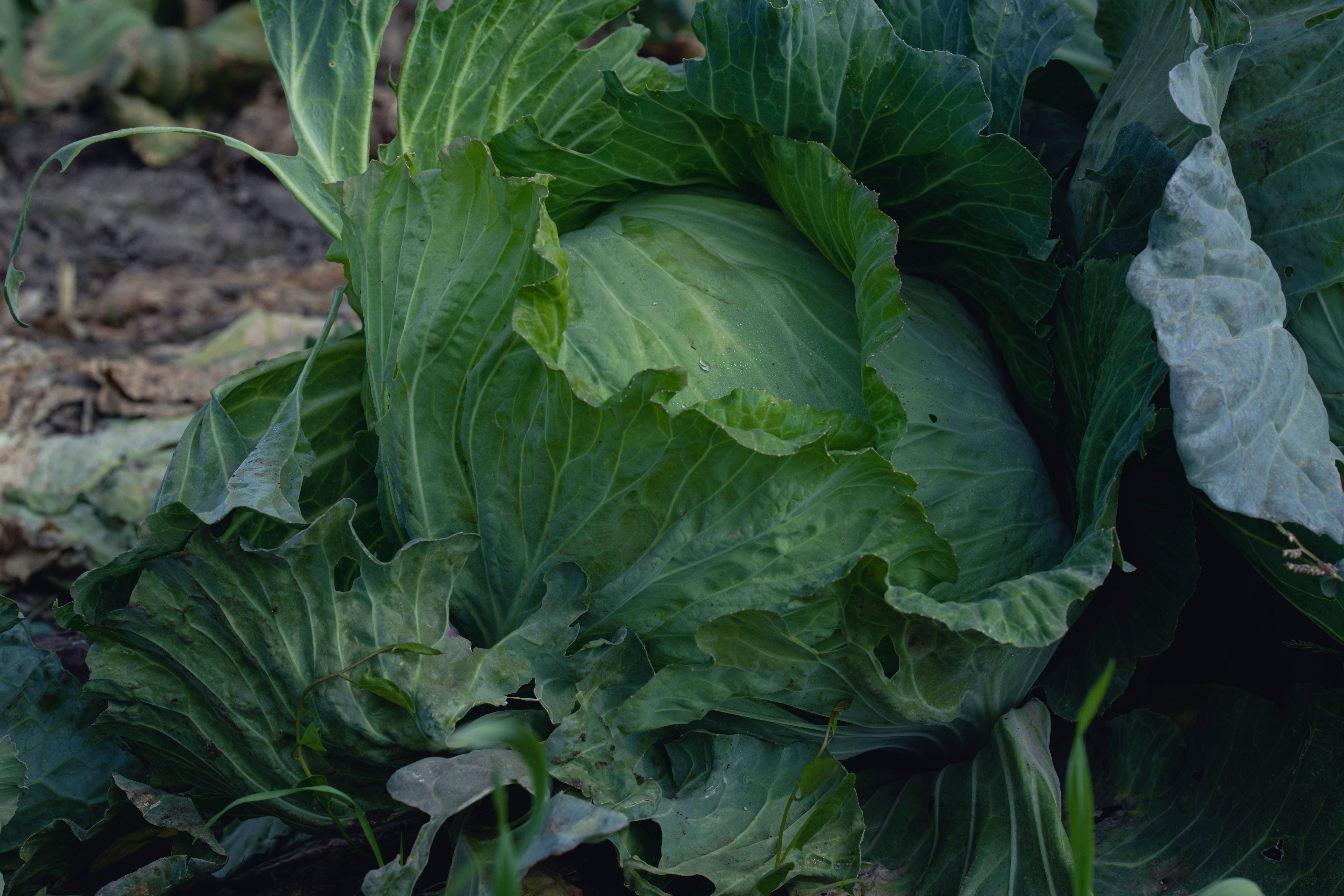 How to Core a Head of Cabbage? - Chef's Resource