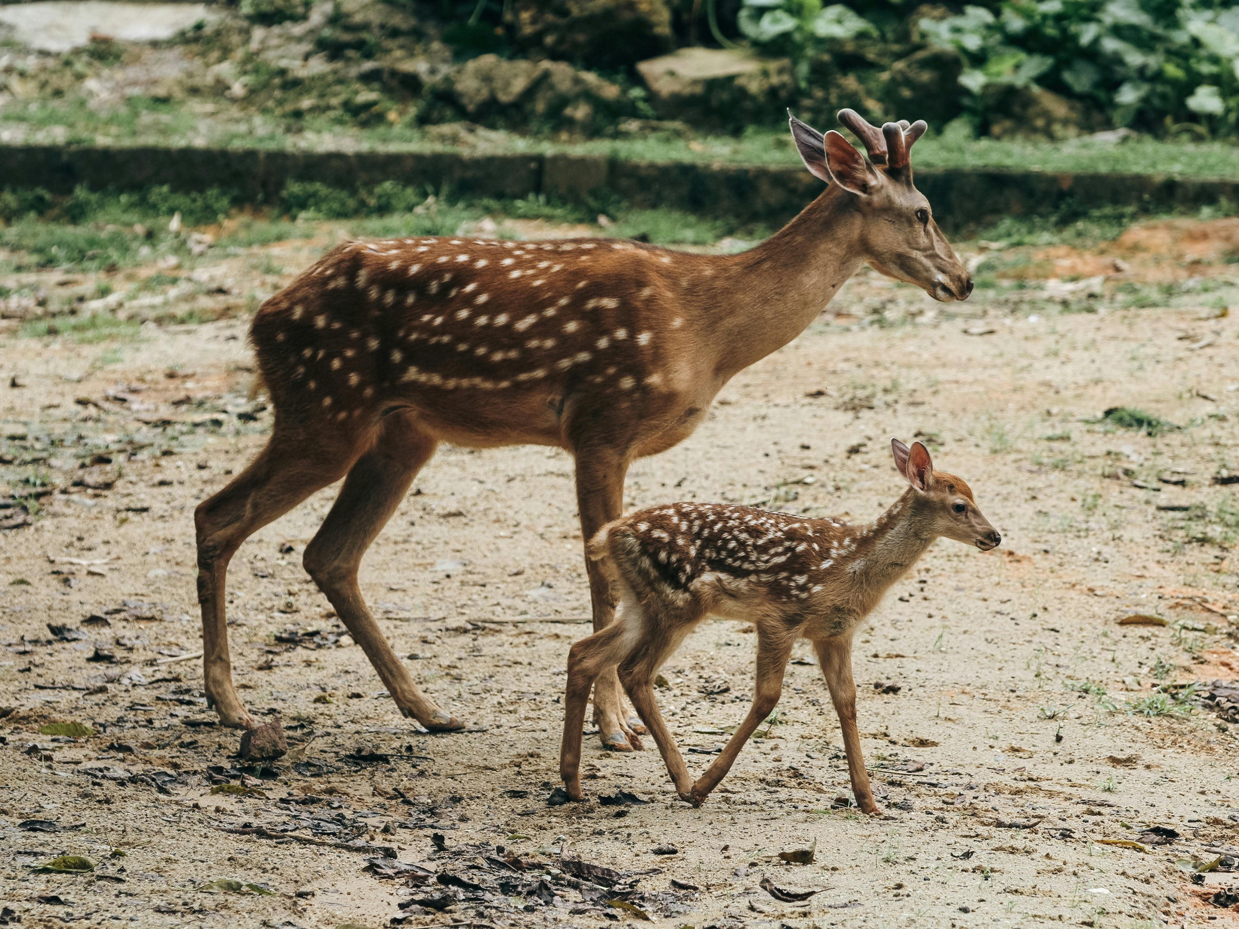 grátis Foto profissional grátis de adular, animais selvagens, animal jovem Foto profissional