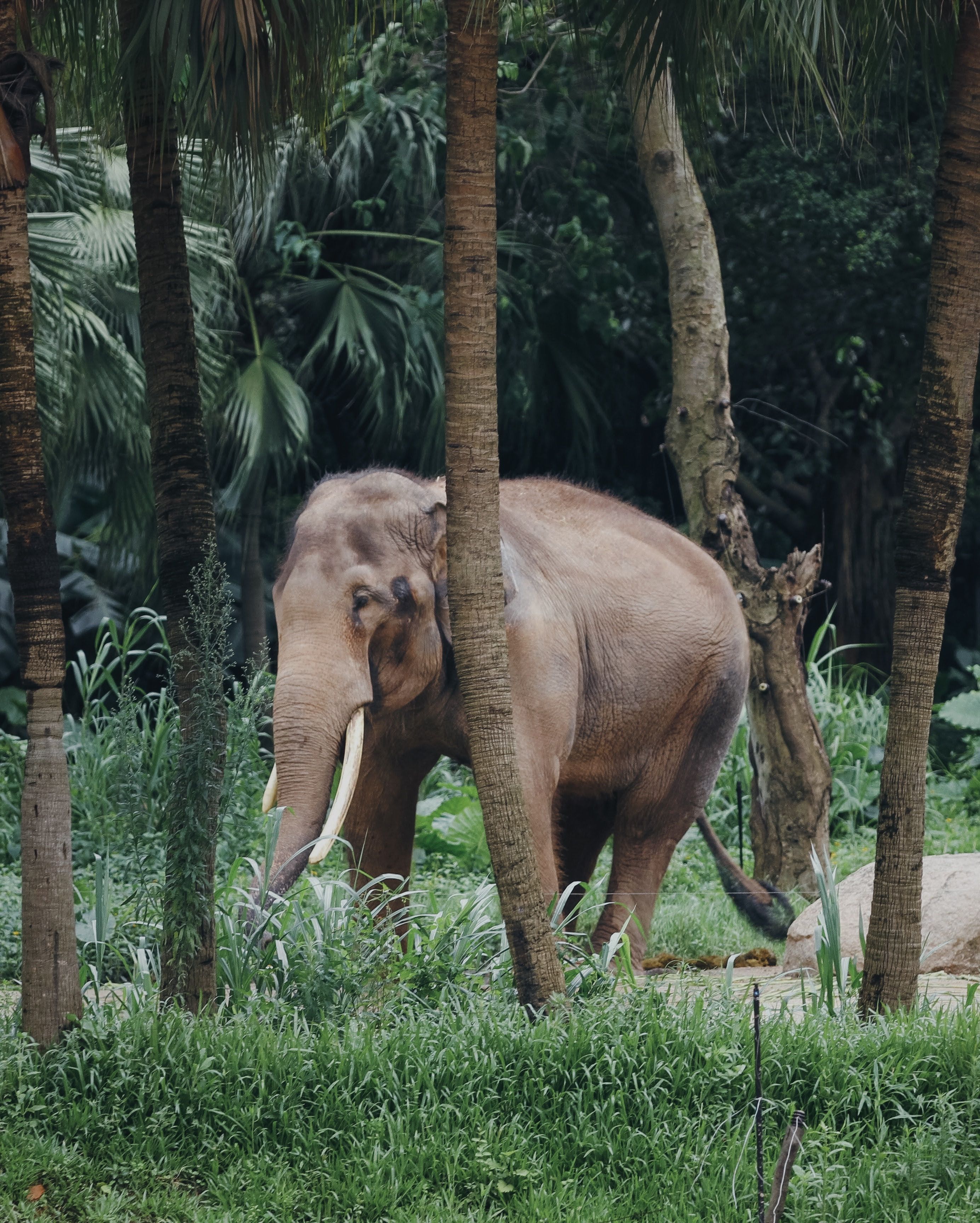 A wild elephant wanders through a dense jungle, surrounded by lush greenery and tall trees.