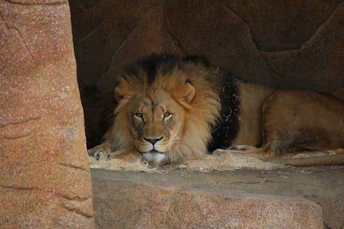 Close-up of a Lion in a ZOO 