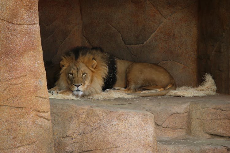 A Lion In A Cave In A Zoo 