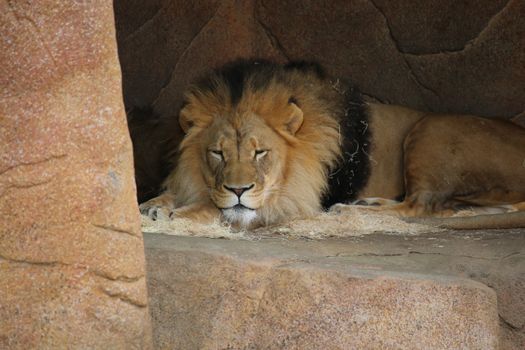 A majestic lion resting in a rocky cave, embodying the serene essence of the wild.
