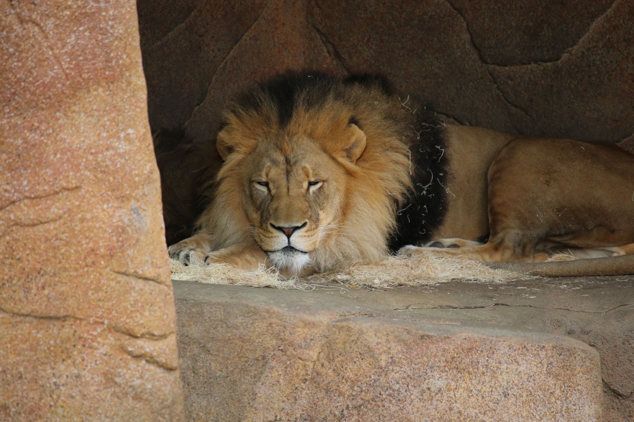 a majestic lion resting in a rocky cave embodying the serene essence o