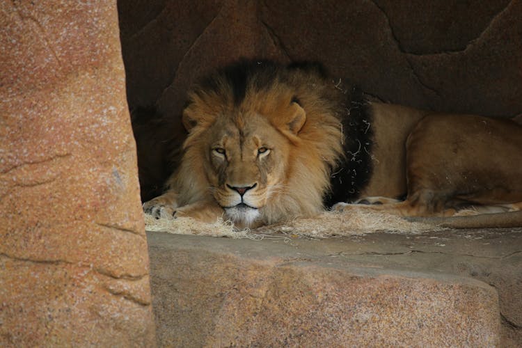 A Lion In A Cave In The Zoo 