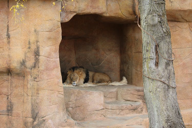 A Lion In A Cave In A Zoo 