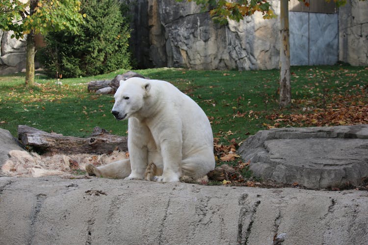 Polar Bear In Zoo