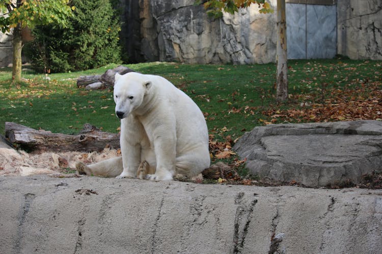 Polar Bear In Zoo