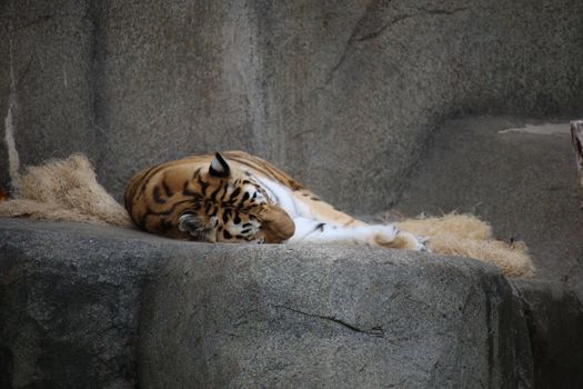 Serene image of a tiger resting on a rock, displaying its natural beauty and tranquility.