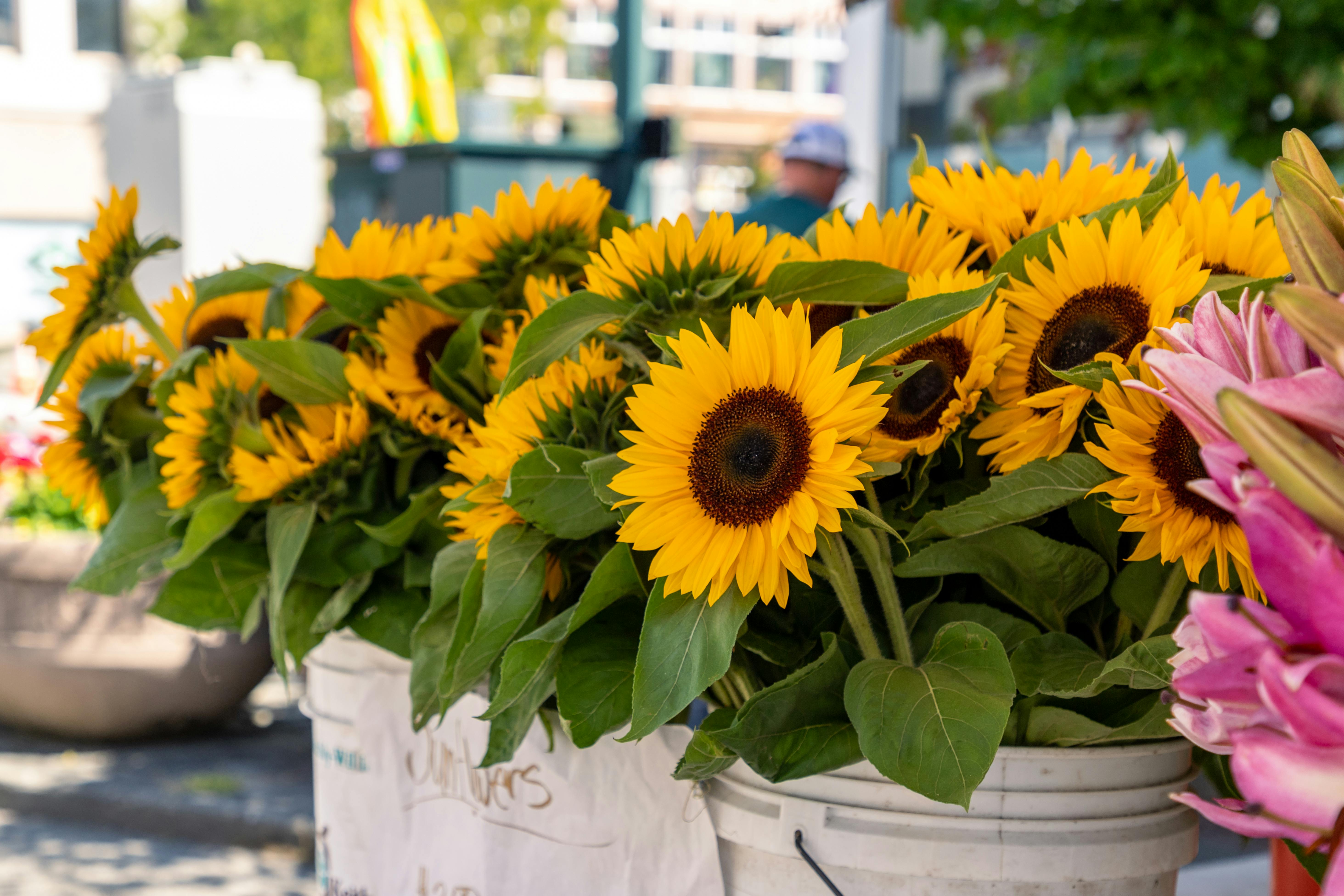Sunflowers in Buckets · Free Stock Photo