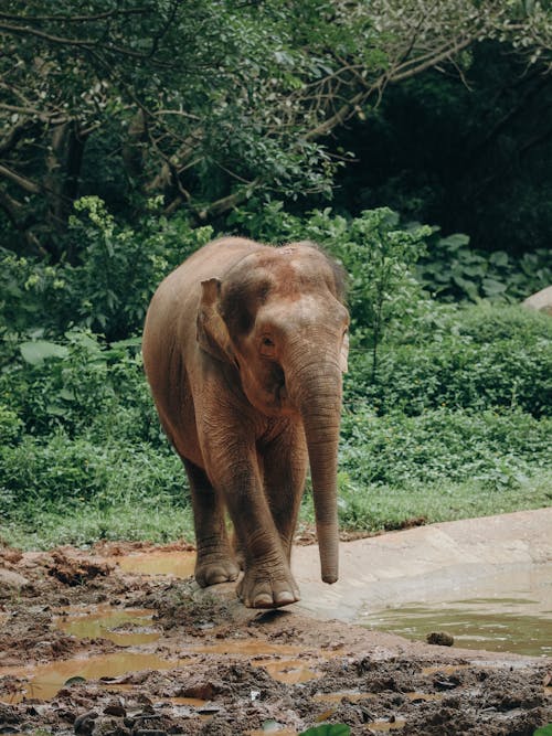動物, 垂直拍攝, 大象 的 免費圖庫相片