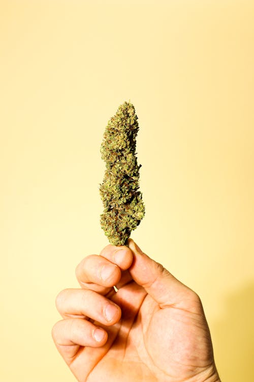 Hand Holding a Cannabis Nug 