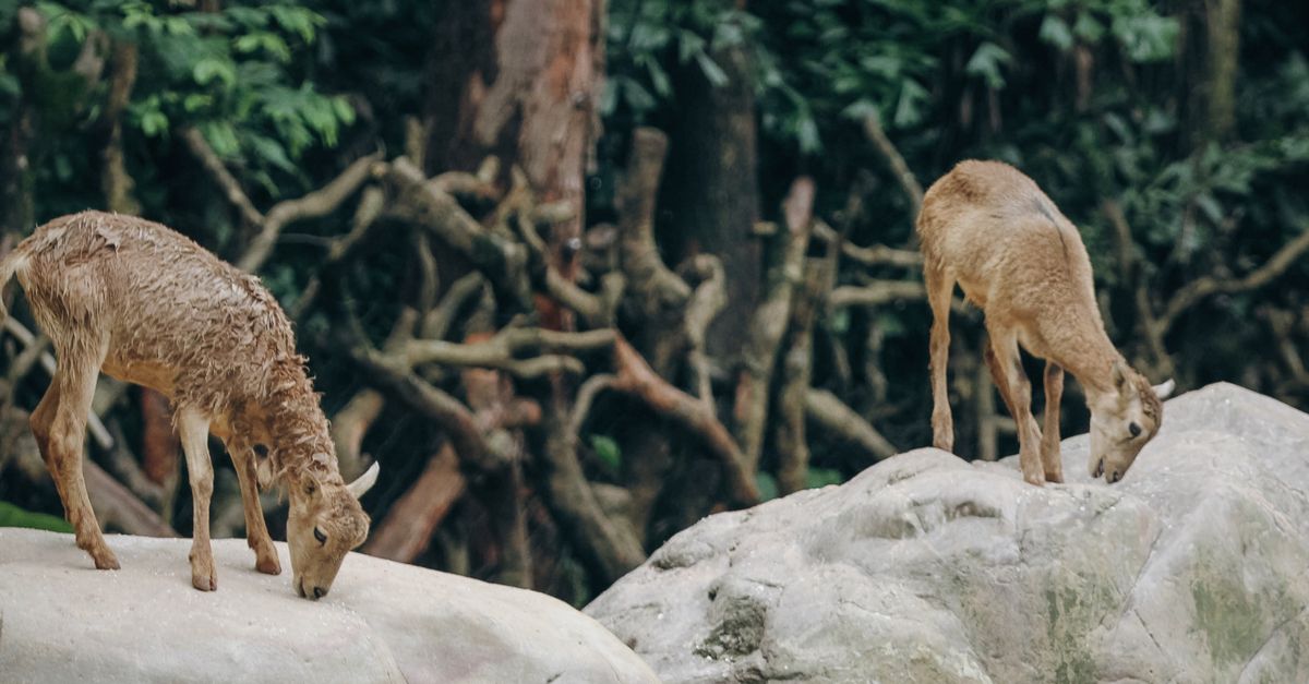 Deer Digested Rocks Deer on Rocks near Trees · Free Stock Photo