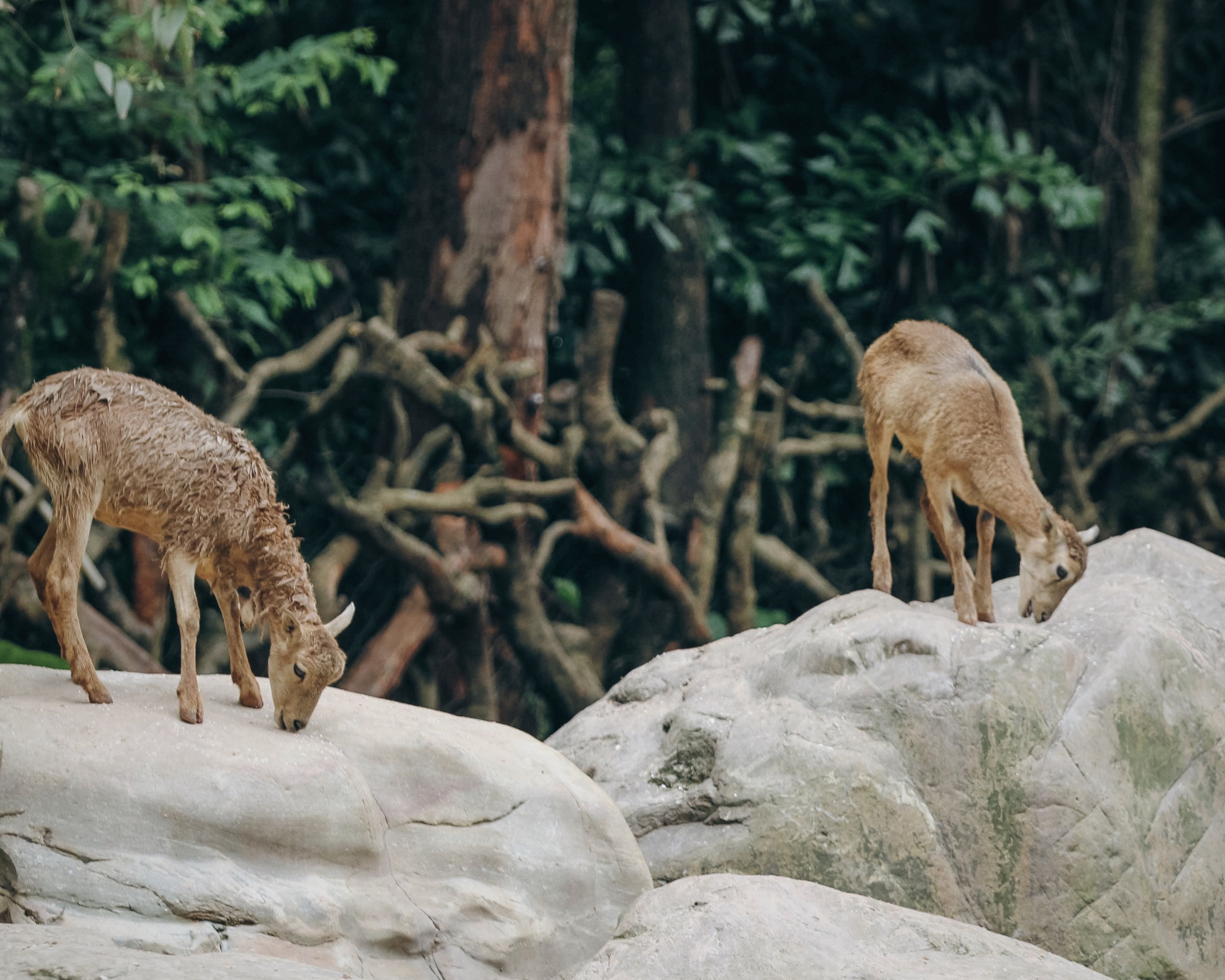 Foto de stock gratuita sobre al aire libre, animal salvaje, fotos de ...