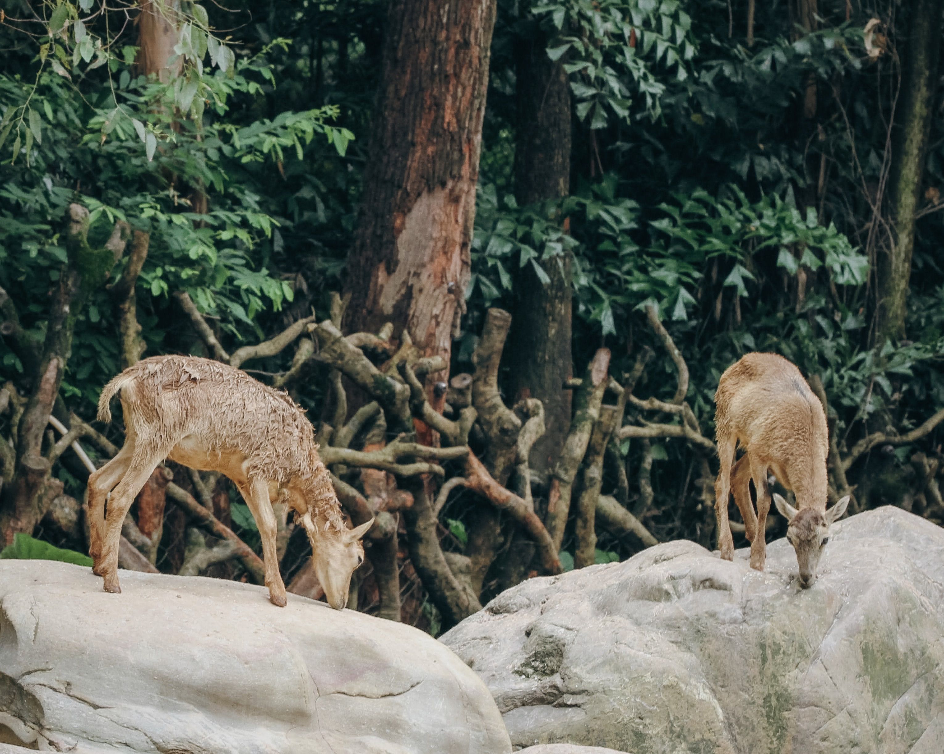 Deer on Rocks · Free Stock Photo
