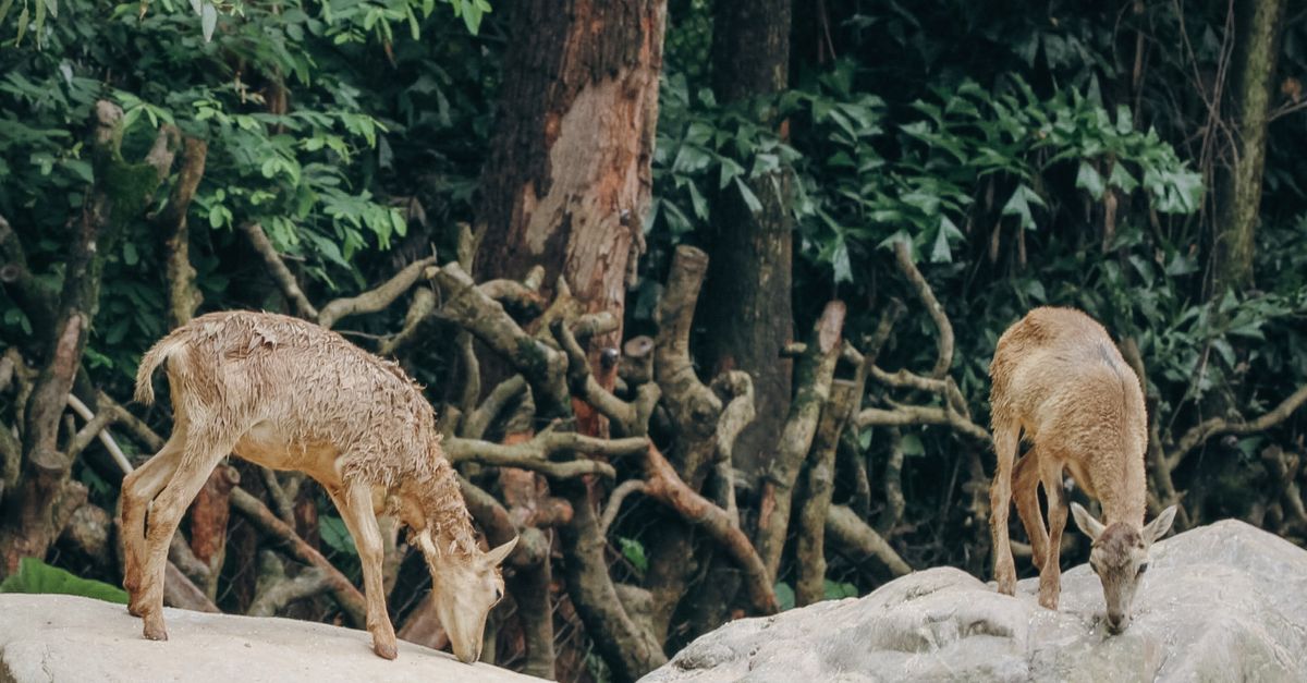 Deer Digested Rocks Deer on Rocks · Free Stock Photo