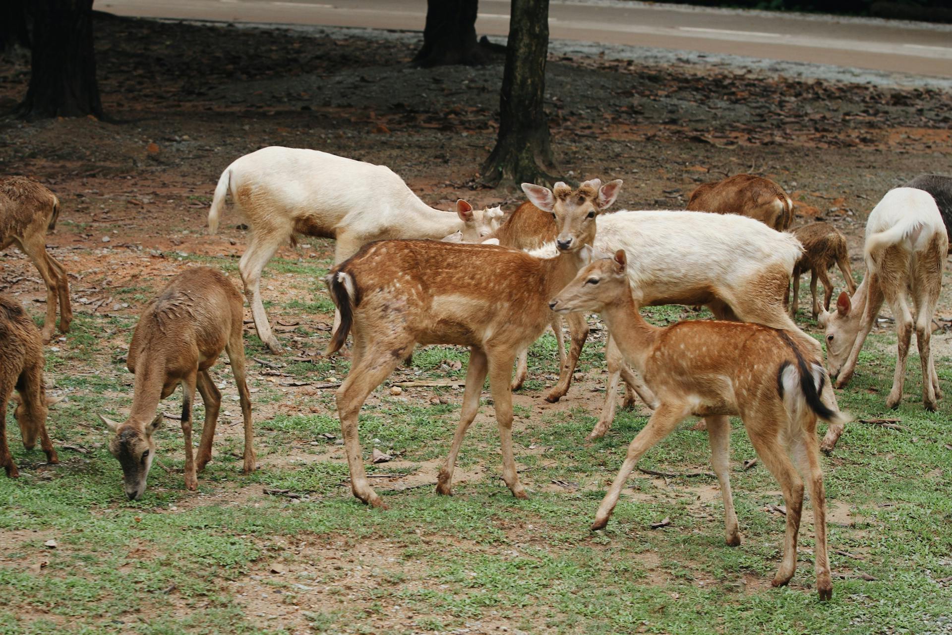 Deer Herd on Grass