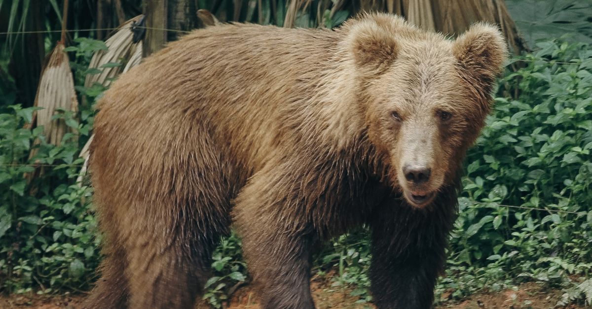 Normal Bear Bear in Nature · Free Stock Photo