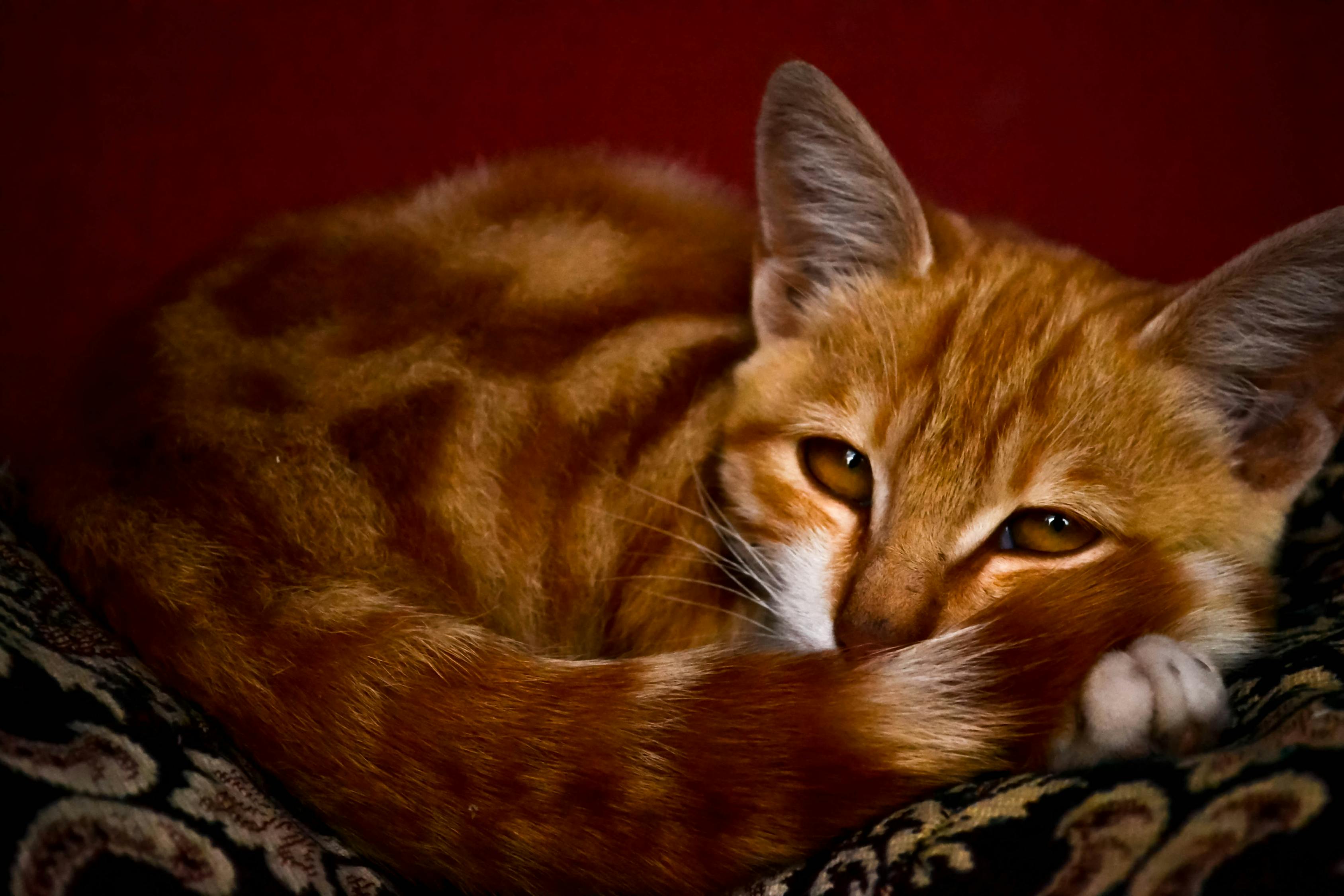 Free stock photo of adorable, animal, art
