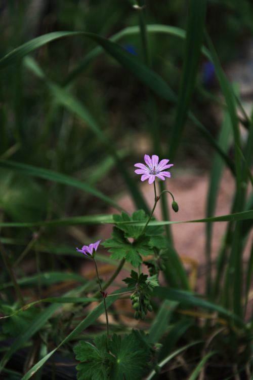 Free Delicate wild pink flower captured in its natural habitat amidst lush greenery. Stock Photo