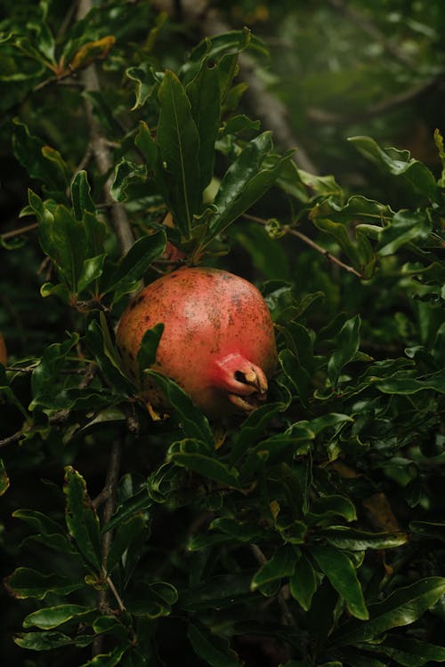 Fruit among Green Leaves