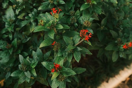 Free Close-up of vibrant red Pentas lanceolata flowers surrounded by lush green leaves in natural light. Stock Photo