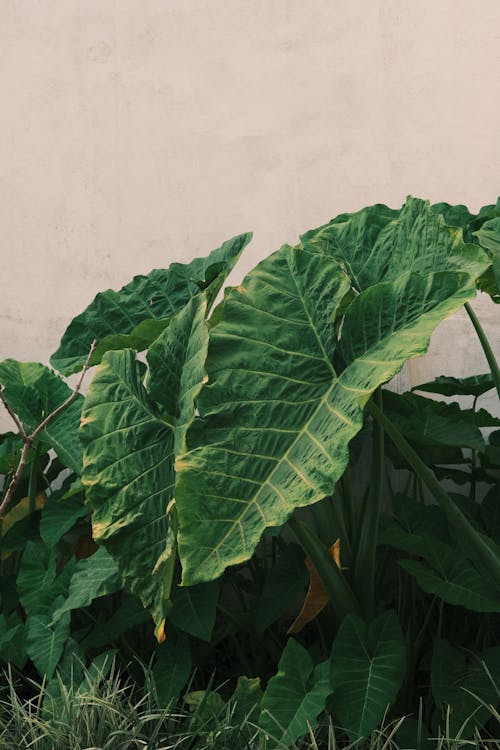 Immagine gratuita di flora, foglie verdi, impianto