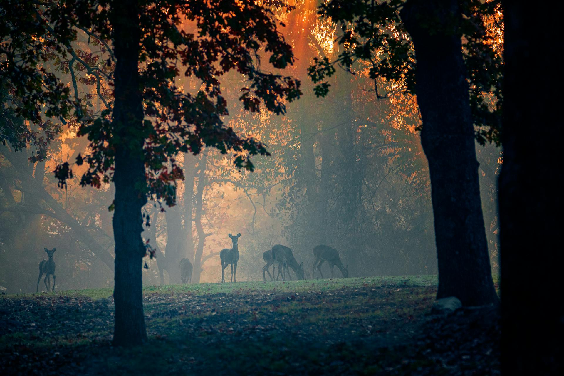 A serene scene of deer in a foggy forest during early morning at Prairie Creek, AR.