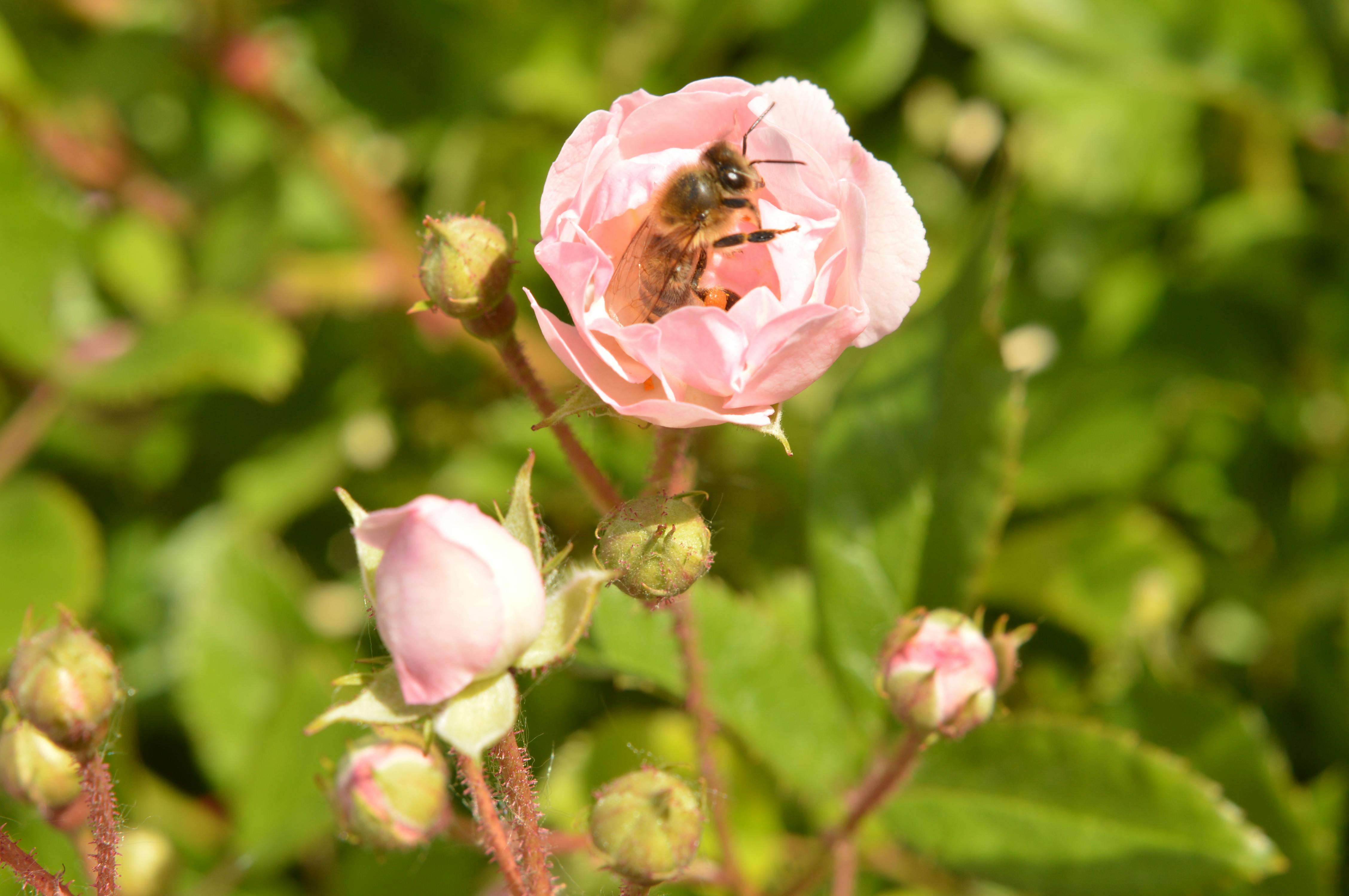 Free stock photo of bee, pink roses