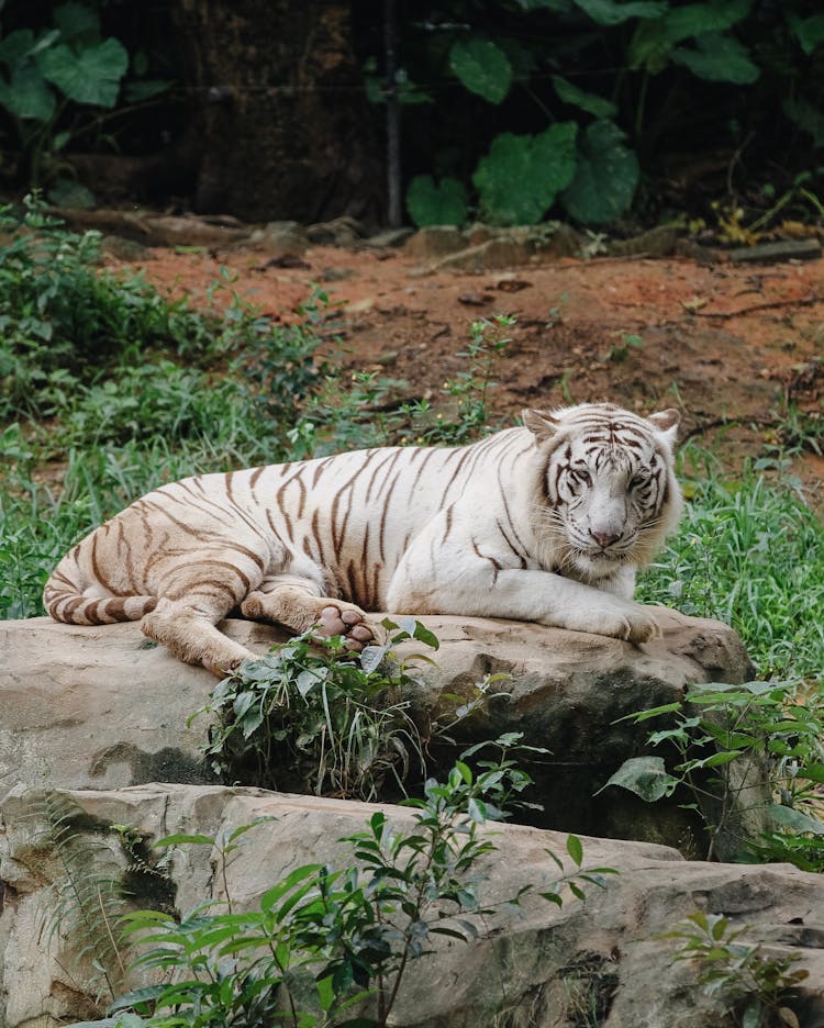 Tiger On Rocks