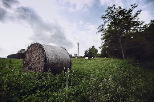 Hay Rolls on Green Grass Under White and Blue Sky