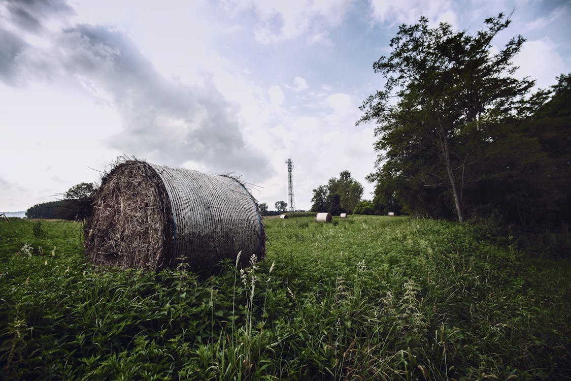 Free Hay Rolls on Green Grass Under White and Blue Sky Stock Photo