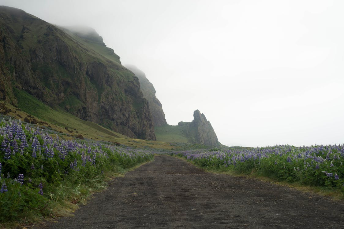 Immagine gratuita di avventura, fiori, fuori strada