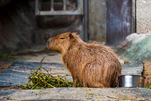 Free A capybara sits outside near a bowl and branches, showcasing its natural habitat. Stock Photo