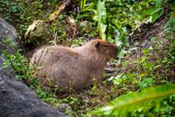 A side view of a capybara relaxing amidst lush greenery in Taipei, Taiwan.
