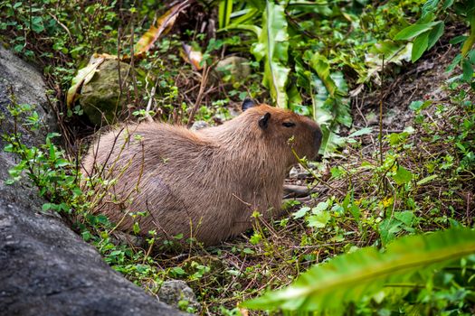 A side view of a capybara relaxing amidst lush greenery in Taipei, Taiwan.