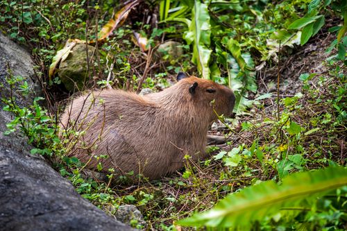 Free A side view of a capybara relaxing amidst lush greenery in Taipei, Taiwan. Stock Photo