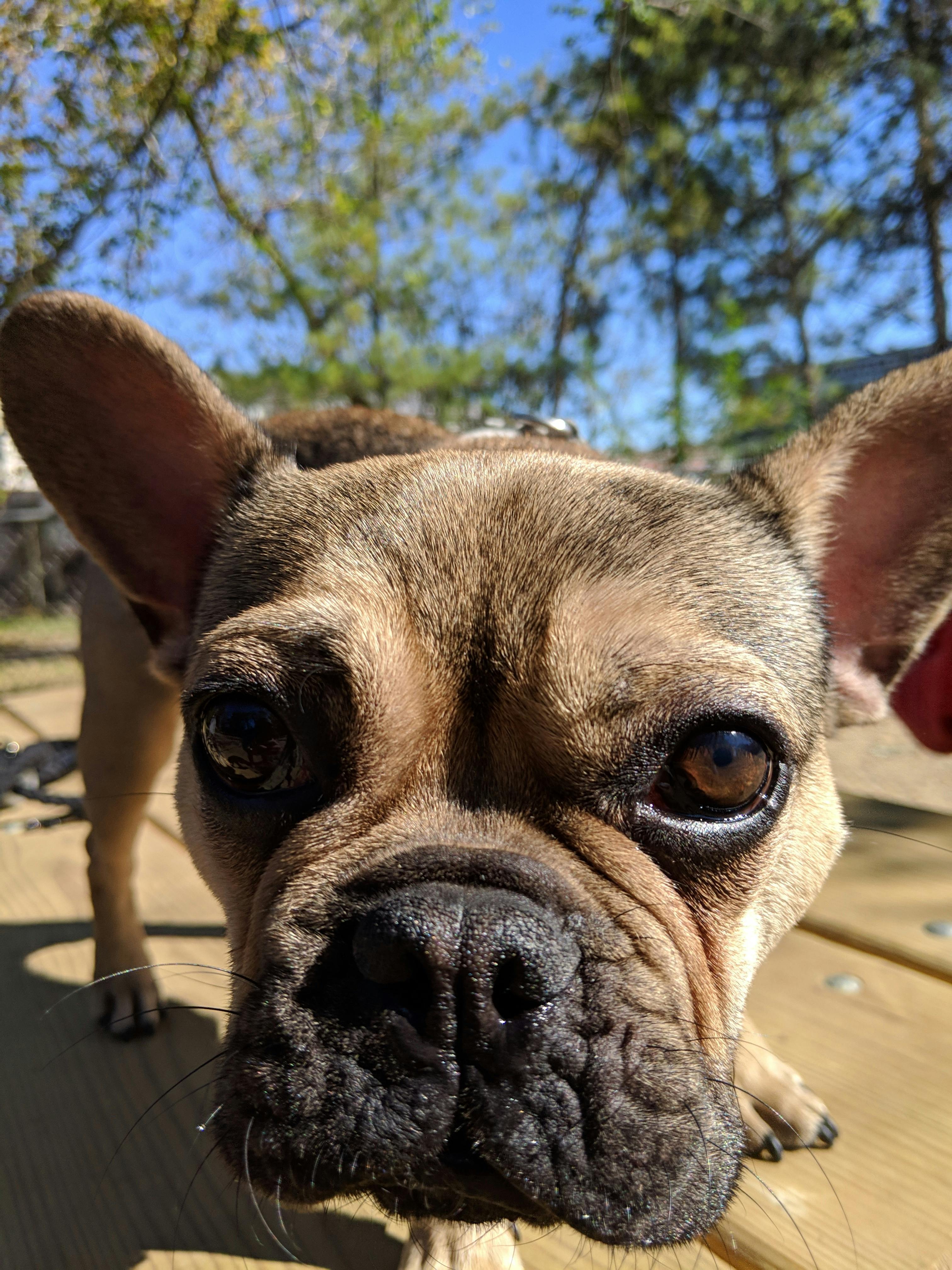 ドッグパーク フレンチ ブルドッグ 子犬の無料の写真素材 ドッグパーク フレンチ ブルドッグ 子犬の無料の写真素材