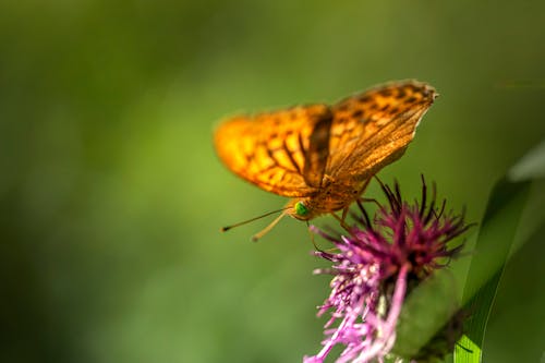 Close-up of a Butterfly Sitting on a Flower