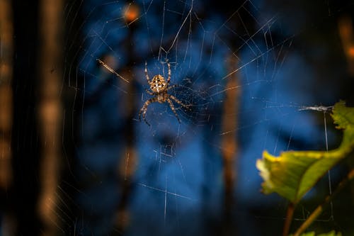 Cross Orbweaver Spider Weaving a Web